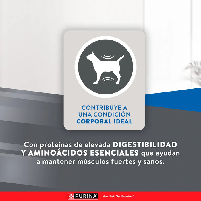 Excellent Gatos Esterilizados