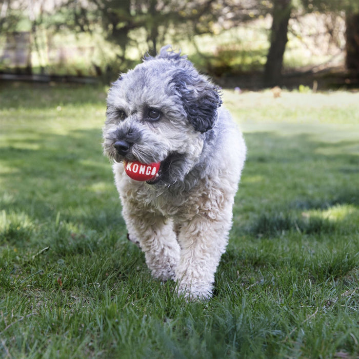 KONG Signature Balls 2-PK