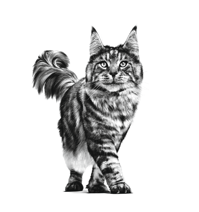 Veterinary Satiety Feline Wet